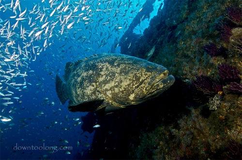 Goliath grouper on the wreck of the DIXIE ARROW